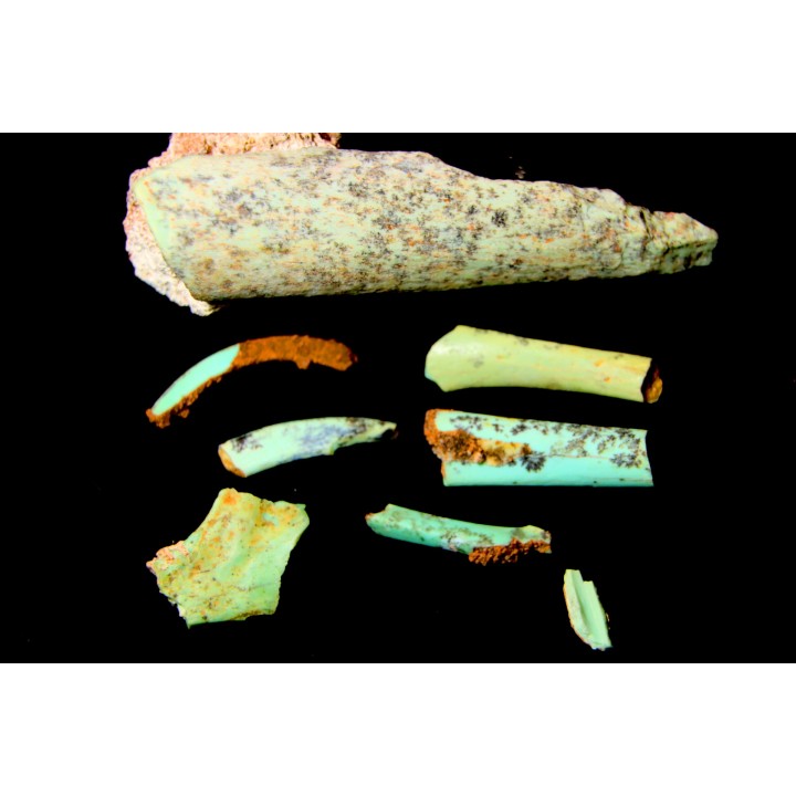 Lot d'os de mammifères pseudomorphosés en TURQUOISE odontolite - pléistocène - Potosi Mountain  Nevada, USA