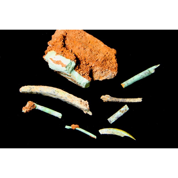 bones set pseudomorphe TURQUOISE odontolite  - pleistocene  Searchlight, Potosi Mountain area, Clark County - Nevada, USA
