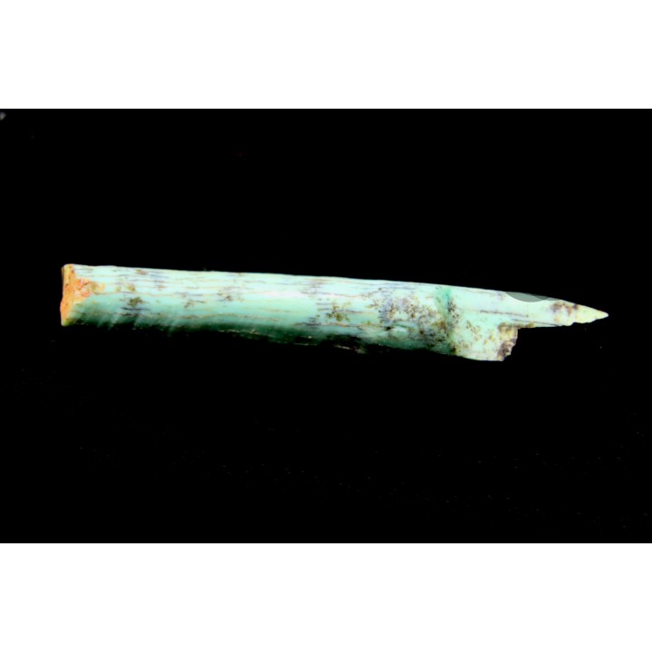 bones set pseudomorphe TURQUOISE odontolite  - pleistocene  Searchlight, Potosi Mountain area, Clark County - Nevada, USA
