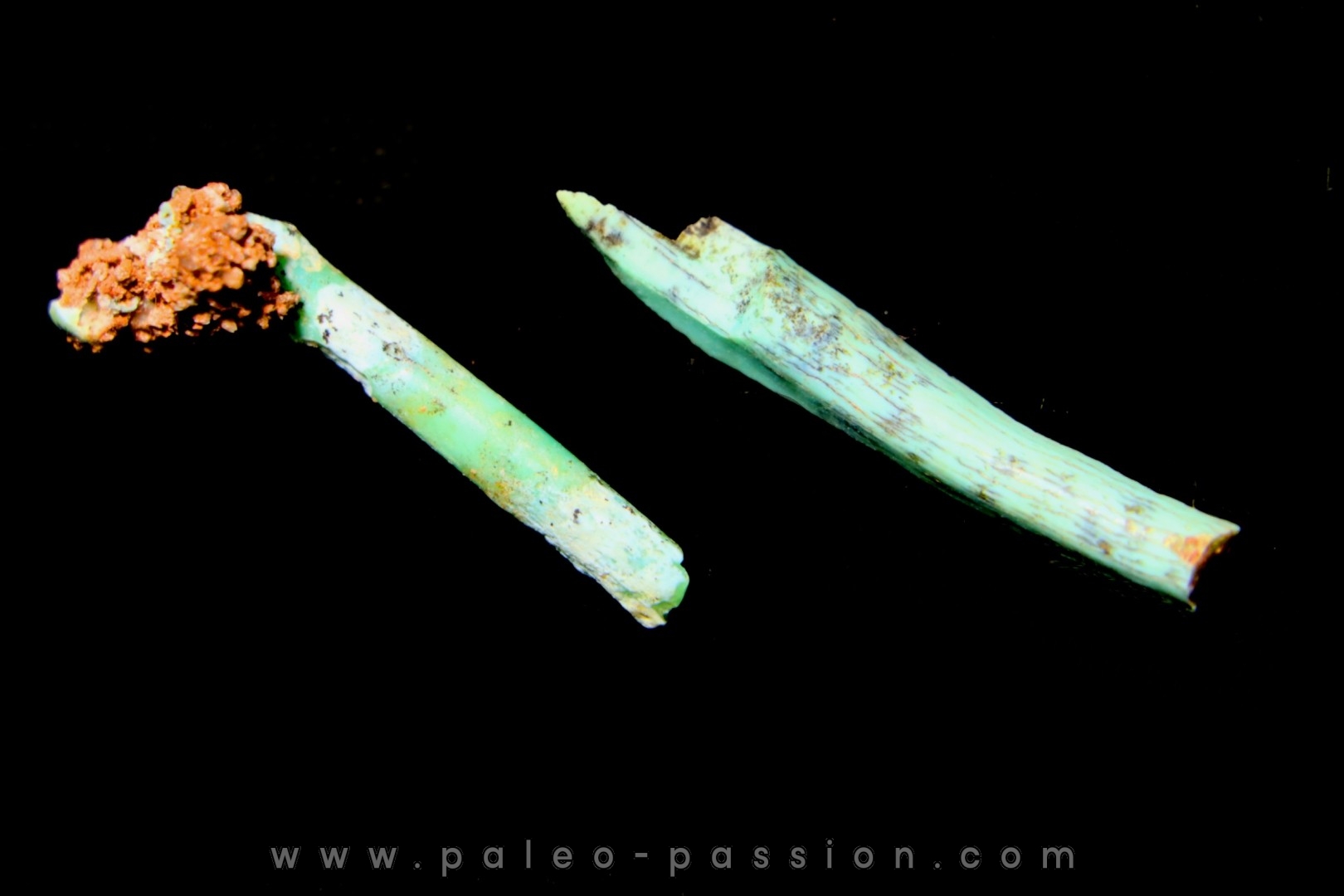 bones set pseudomorphe TURQUOISE odontolite - pleistocene Searchlight, Potosi Mountain area, Clark County - Nevada, USA