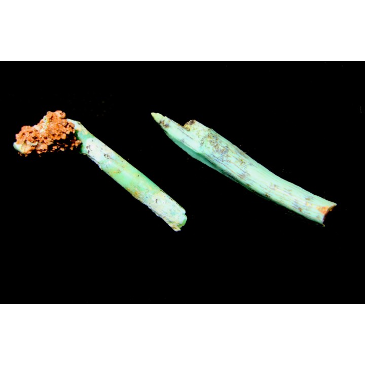 bones set pseudomorphe TURQUOISE odontolite  - pleistocene  Searchlight, Potosi Mountain area, Clark County - Nevada, USA