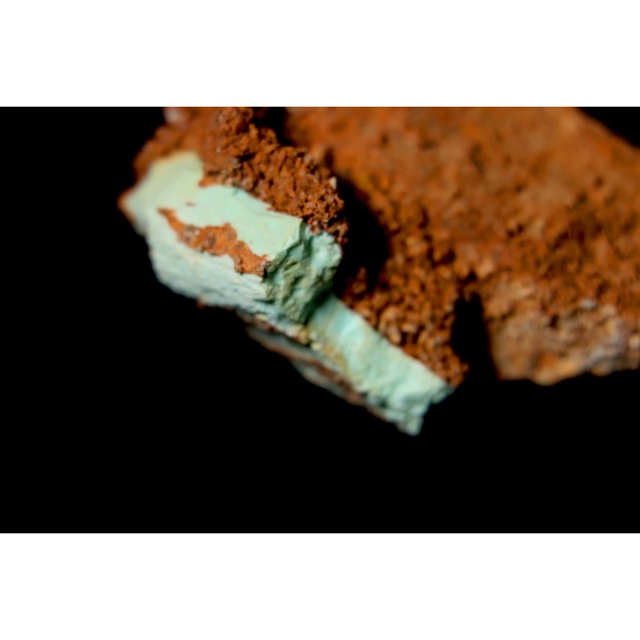 bones set pseudomorphe TURQUOISE odontolite  - pleistocene  Searchlight, Potosi Mountain area, Clark County - Nevada, USA