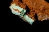 Lot d'os de mammifères pseudomorphosés en TURQUOISE odontolite - pléistocène - Potosi Mountain Nevada, USA