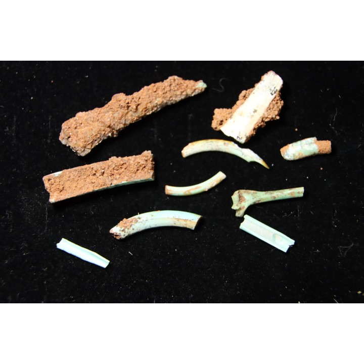 bones set pseudomorphe TURQUOISE odontolite  - pleistocene  Searchlight, Potosi Mountain area, Clark County - Nevada, USA