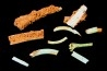 bones set pseudomorphe TURQUOISE odontolite - pleistocene Searchlight, Potosi Mountain area, Clark County - Nevada, USA