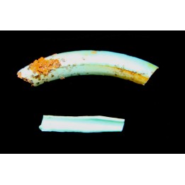 bones set pseudomorphe TURQUOISE odontolite  - pleistocene  Searchlight, Potosi Mountain area, Clark County - Nevada, USA