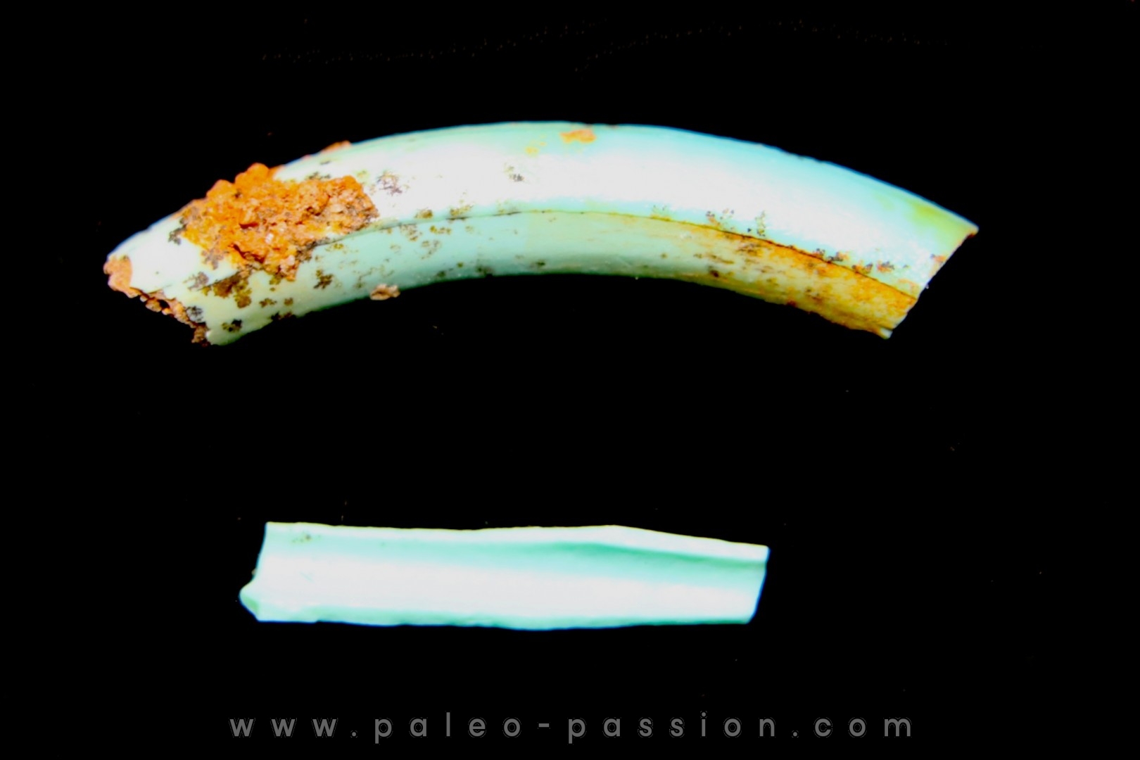bones set pseudomorphe TURQUOISE odontolite - pleistocene Searchlight, Potosi Mountain area, Clark County - Nevada, USA