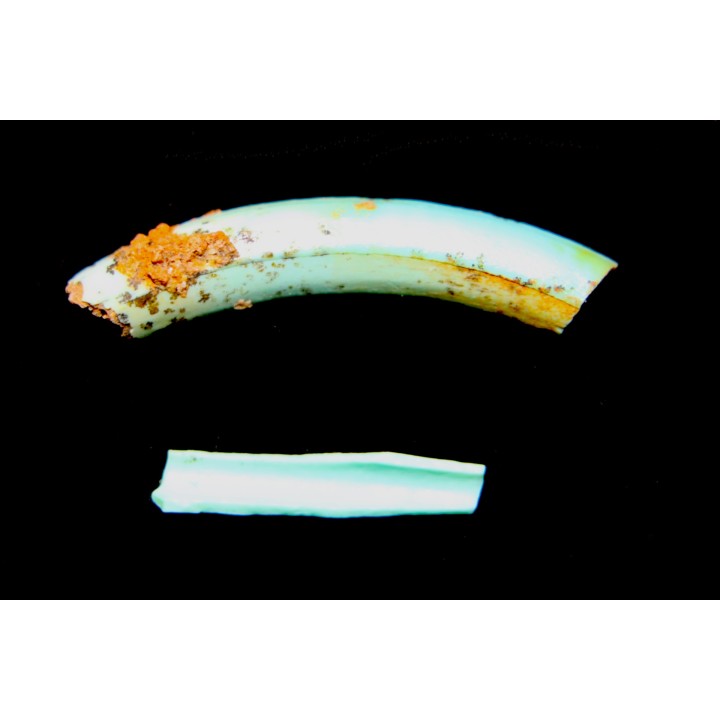 --Lot d'os de mammifères pseudomorphosés en TURQUOISE odontolite - pléistocène - Potosi Mountain  Nevada, USA