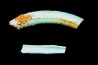 bones set pseudomorphe TURQUOISE odontolite - pleistocene Searchlight, Potosi Mountain area, Clark County - Nevada, USA