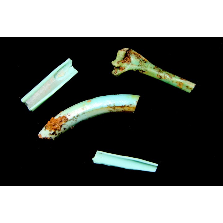 --Lot d'os de mammifères pseudomorphosés en TURQUOISE odontolite - pléistocène - Potosi Mountain  Nevada, USA