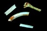 bones set pseudomorphe TURQUOISE odontolite - pleistocene Searchlight, Potosi Mountain area, Clark County - Nevada, USA