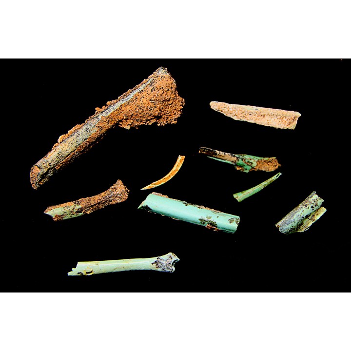 Lot d'os de mammifères pseudomorphosés en TURQUOISE odontolite - pléistocène - Potosi Mountain  Nevada, USA