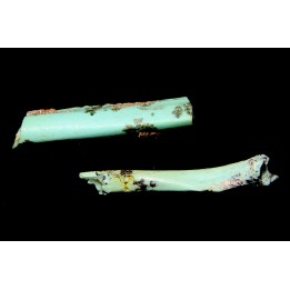Lot d'os de mammifères pseudomorphosés en TURQUOISE odontolite - pléistocène - Potosi Mountain  Nevada, USA