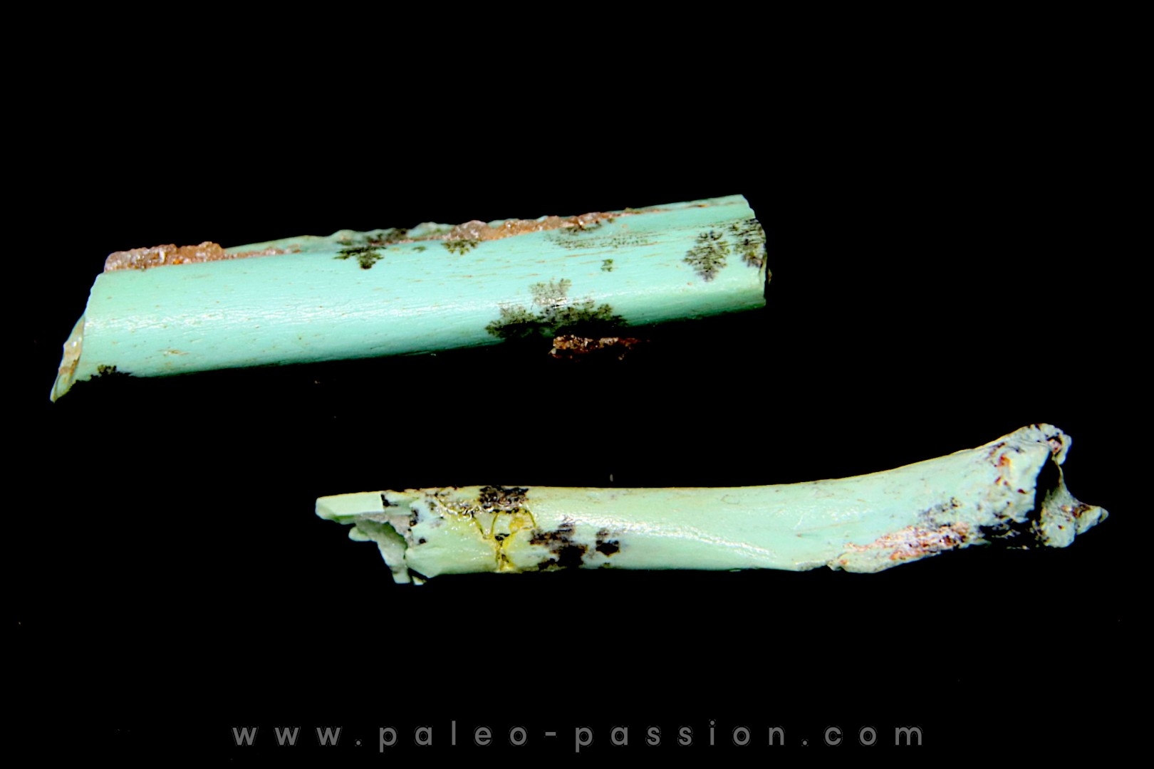 bones set pseudomorphe TURQUOISE odontolite - pleistocene Searchlight, Potosi Mountain area, Clark County - Nevada, USA