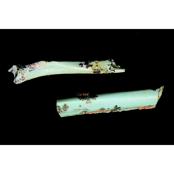 Lot d'os de mammifères pseudomorphosés en TURQUOISE odontolite - pléistocène - Potosi Mountain  Nevada, USA
