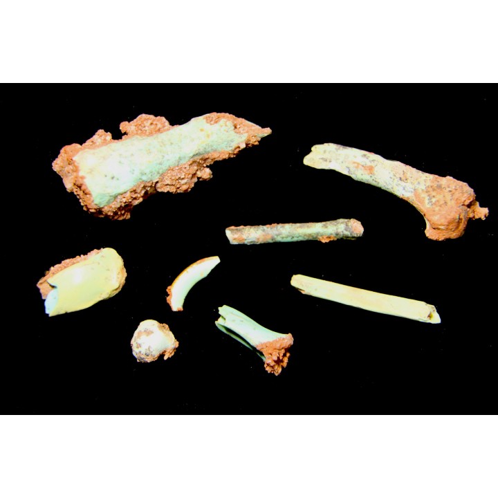 bones set pseudomorphe TURQUOISE odontolite  - pleistocene  Searchlight, Potosi Mountain area, Clark County - Nevada, USA