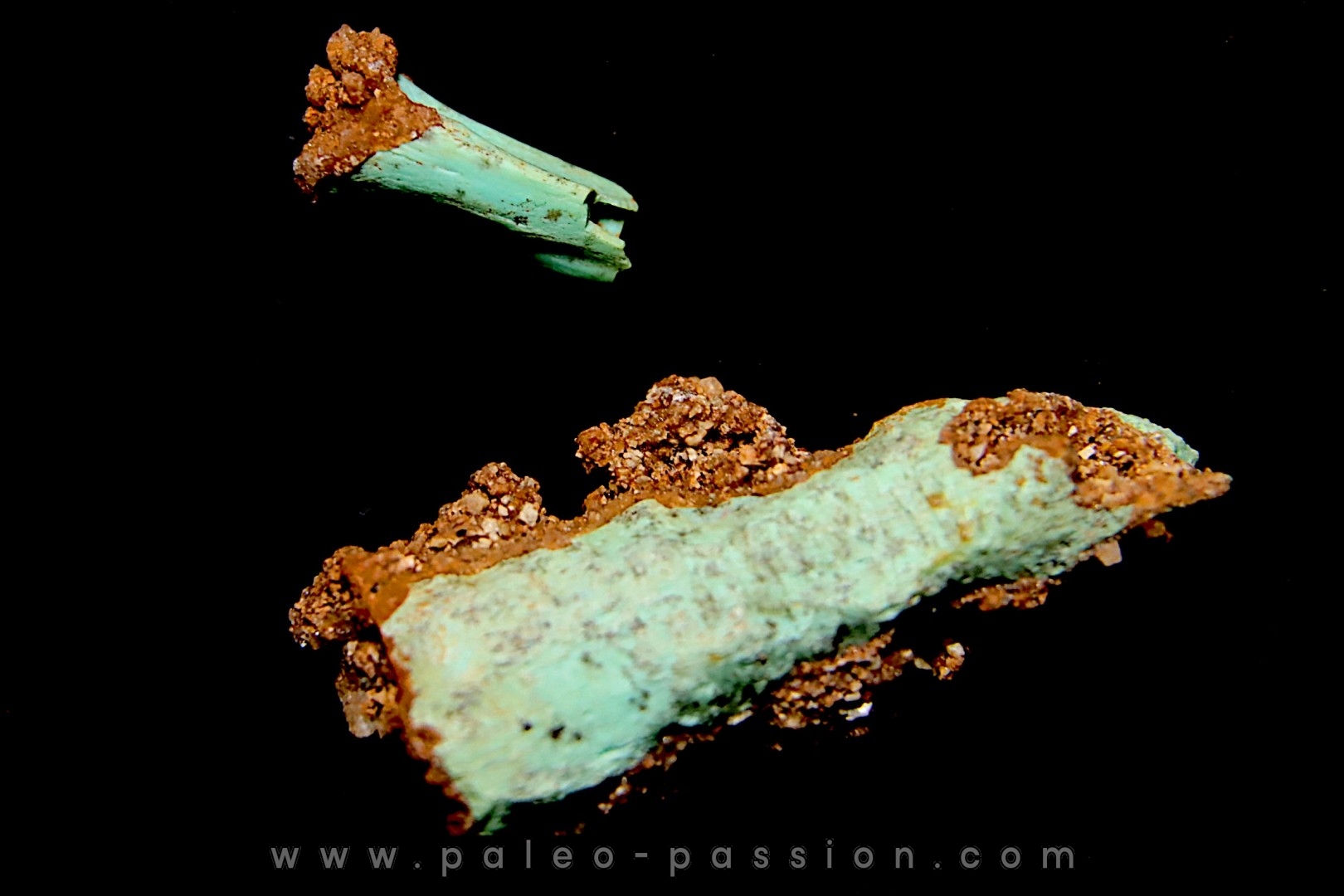 Lot d'os de mammifères pseudomorphosés en TURQUOISE odontolite - pléistocène - Potosi Mountain Nevada, USA