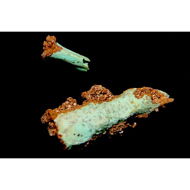 Lot d'os de mammifères pseudomorphosés en TURQUOISE odontolite - pléistocène - Potosi Mountain  Nevada, USA