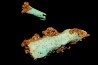 Lot d'os de mammifères pseudomorphosés en TURQUOISE odontolite - pléistocène - Potosi Mountain Nevada, USA