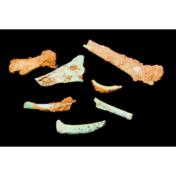 bones set pseudomorphe TURQUOISE odontolite  - pleistocene  Searchlight, Potosi Mountain area, Clark County - Nevada, USA