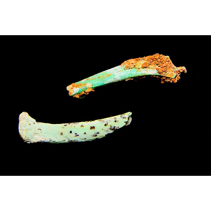 Lot d'os de mammifères pseudomorphosés en TURQUOISE odontolite - pléistocène - Potosi Mountain  Nevada, USA