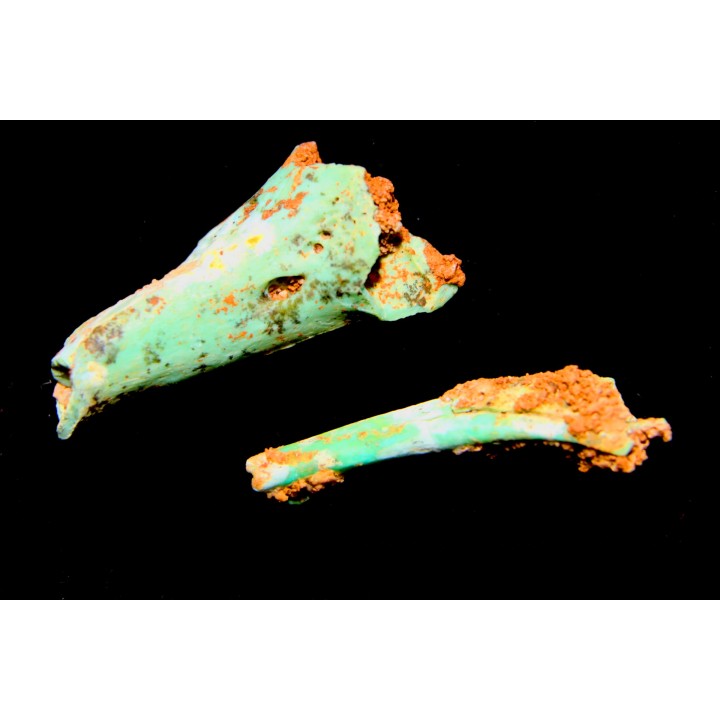 bones set pseudomorphe TURQUOISE odontolite  - pleistocene  Searchlight, Potosi Mountain area, Clark County - Nevada, USA