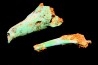 Lot d'os de mammifères pseudomorphosés en TURQUOISE odontolite - pléistocène - Potosi Mountain Nevada, USA