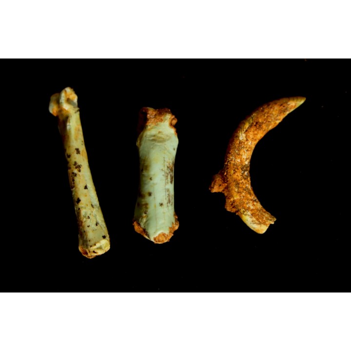 Lot d'os de mammifères pseudomorphosés en TURQUOISE odontolite - pléistocène - Potosi Mountain  Nevada, USA