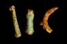 Lot d'os de mammifères pseudomorphosés en TURQUOISE odontolite - pléistocène - Potosi Mountain  Nevada, USA