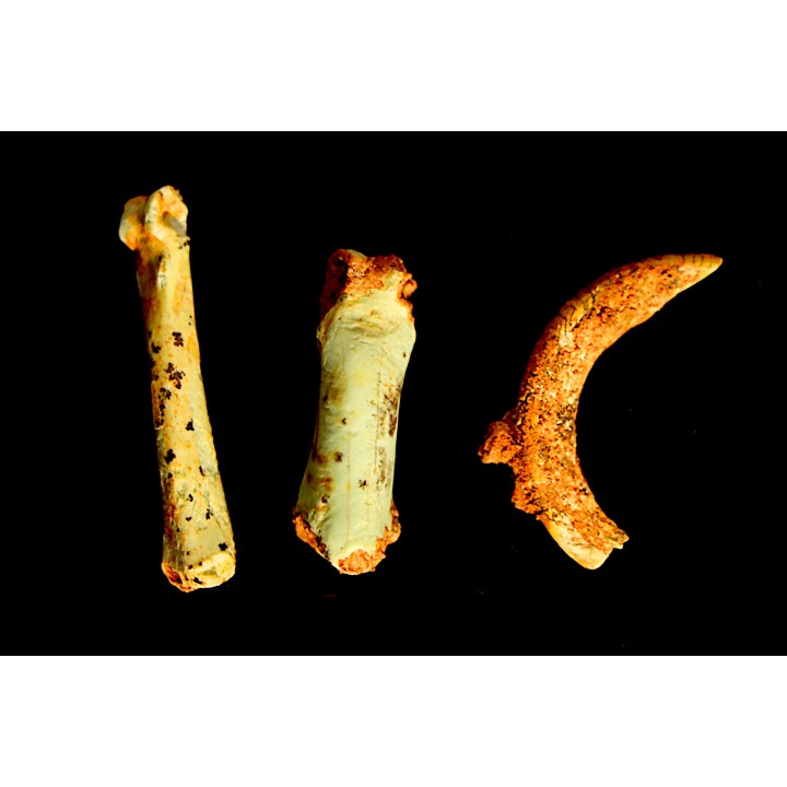 bones set pseudomorphe TURQUOISE odontolite  - pleistocene  Searchlight, Potosi Mountain area, Clark County - Nevada, USA
