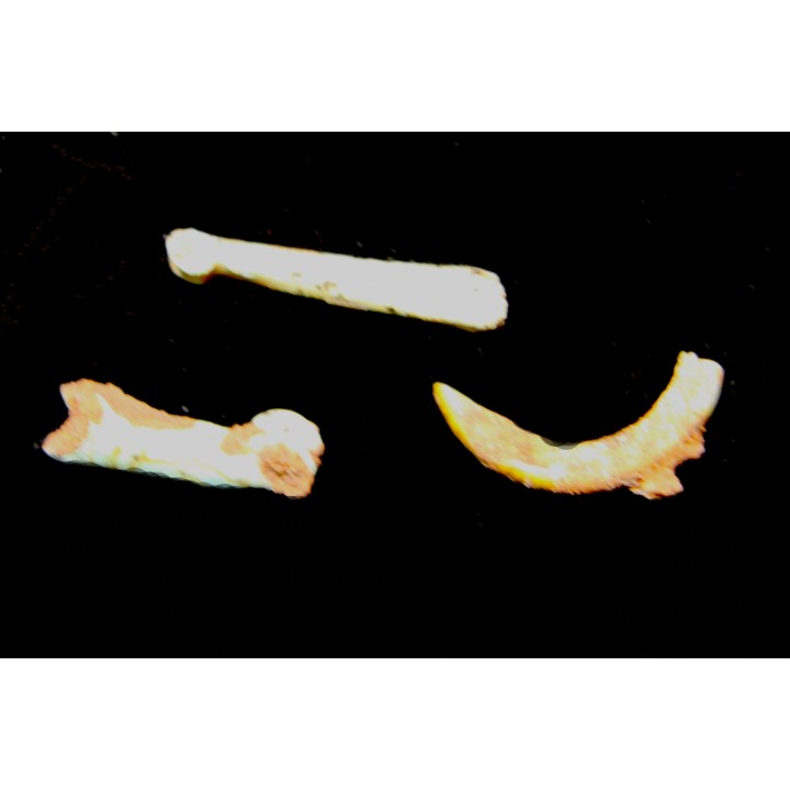 Lot d'os de mammifères pseudomorphosés en TURQUOISE odontolite - pléistocène - Potosi Mountain  Nevada, USA