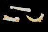 bones set pseudomorphe TURQUOISE odontolite - pleistocene Searchlight, Potosi Mountain area, Clark County - Nevada, USA