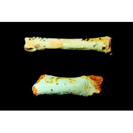 bones set pseudomorphe TURQUOISE odontolite  - pleistocene  Searchlight, Potosi Mountain area, Clark County - Nevada, USA