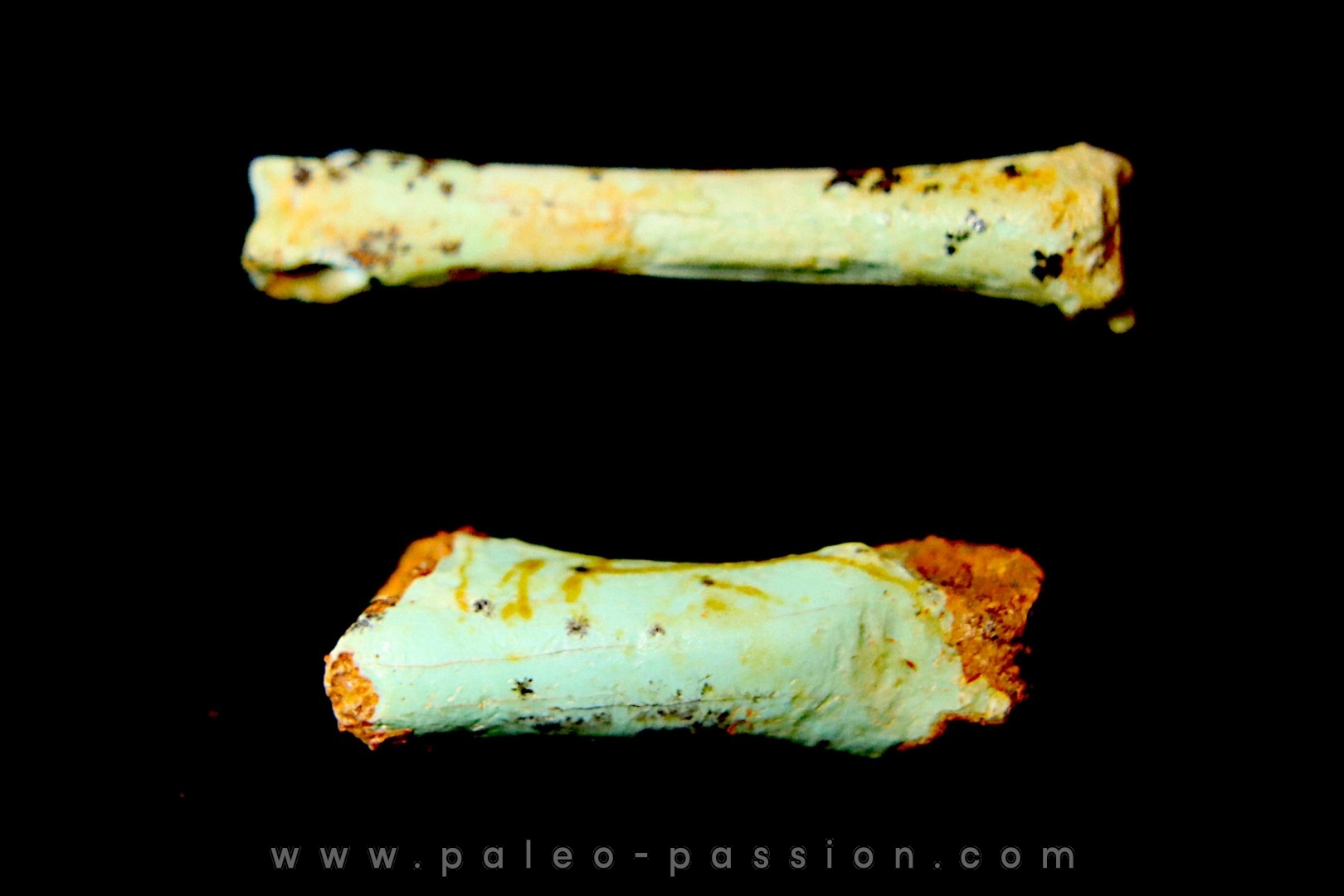 bones set pseudomorphe TURQUOISE odontolite - pleistocene Searchlight, Potosi Mountain area, Clark County - Nevada, USA