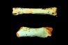 bones set pseudomorphe TURQUOISE odontolite - pleistocene Searchlight, Potosi Mountain area, Clark County - Nevada, USA