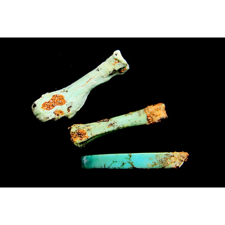 bones set pseudomorphe TURQUOISE odontolite  - pleistocene  Searchlight, Potosi Mountain area, Clark County - Nevada, USA