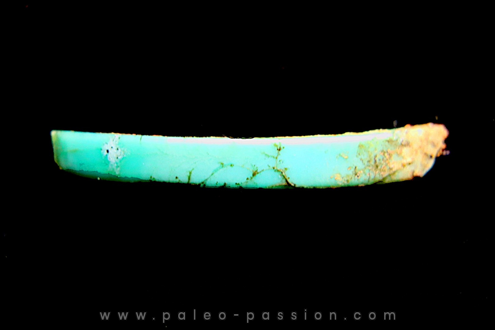 bones set pseudomorphe TURQUOISE odontolite - pleistocene Searchlight, Potosi Mountain area, Clark County - Nevada, USA