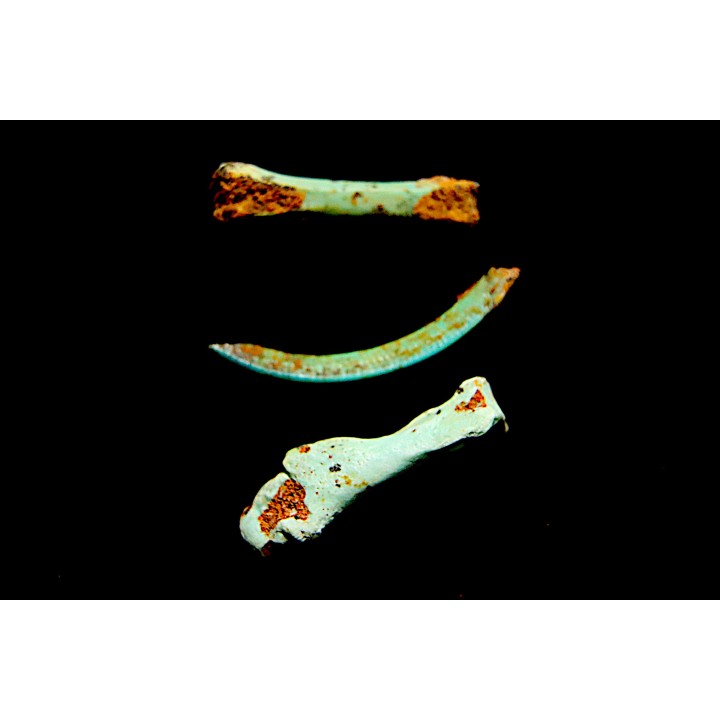 bones set pseudomorphe TURQUOISE odontolite  - pleistocene  Searchlight, Potosi Mountain area, Clark County - Nevada, USA