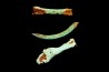 Lot d'os de mammifères pseudomorphosés en TURQUOISE odontolite - pléistocène - Potosi Mountain Nevada, USA