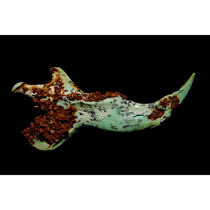 mandibule pseudomorphe TURQUOISE odontolite  - pleistocene  Searchlight, Potosi Mountain area, Clark County - Nevada, USA