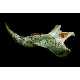 Mandibule de mammifère pseudomorphosé en TURQUOISE odontolite - pléistocène - Potosi Mountain  Nevada, USA