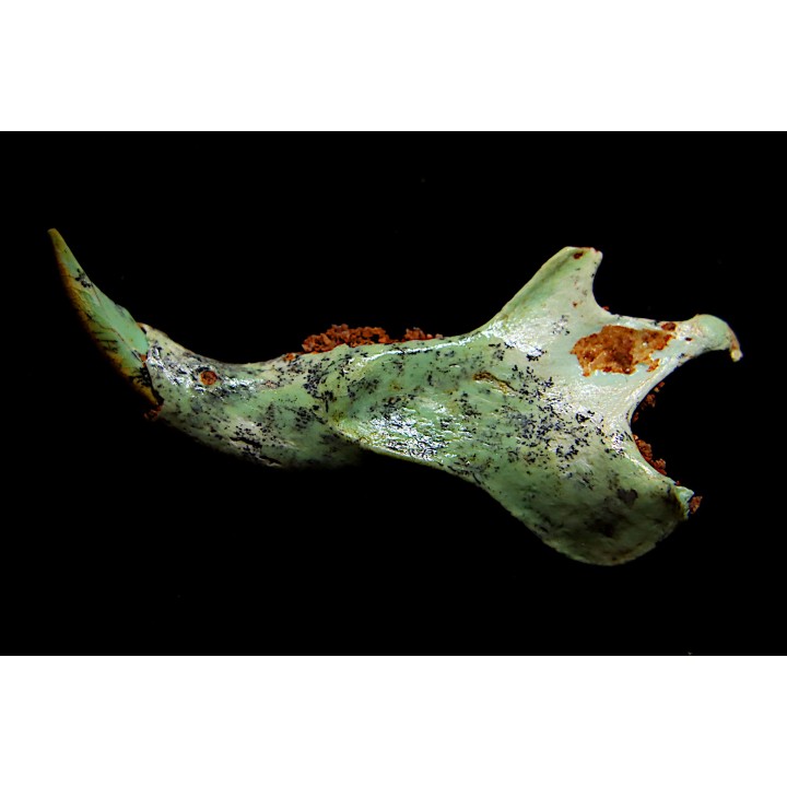mandibule pseudomorphe TURQUOISE odontolite  - pleistocene  Searchlight, Potosi Mountain area, Clark County - Nevada, USA