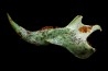 Mandibule de mammifère pseudomorphosé en TURQUOISE odontolite - pléistocène - Potosi Mountain  Nevada, USA