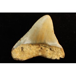 dent de requin: CARCHARODON MEGALODON