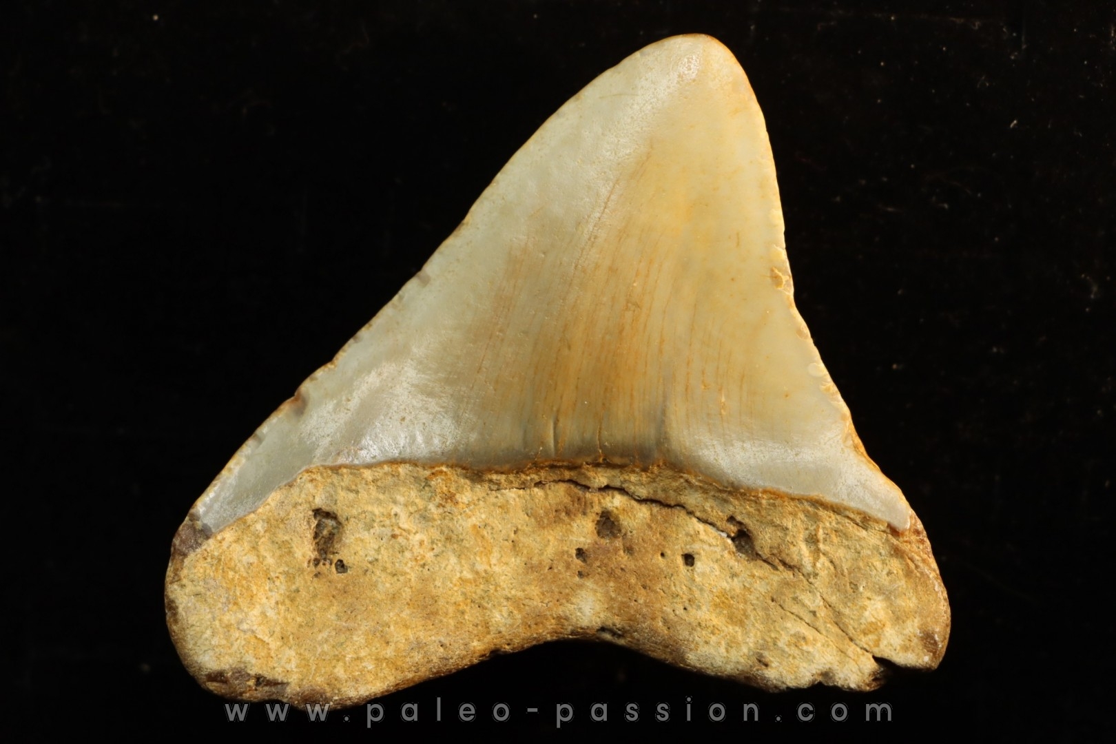 dent de requin: CARCHARODON MEGALODON