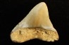 shark teeth: CARCHARODON MEGALODON