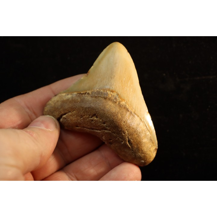 shark teeth: CARCHARODON MEGALODON