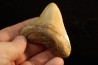 shark teeth: CARCHARODON MEGALODON