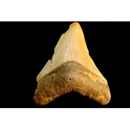 shark teeth: CARCHARODON MEGALODON