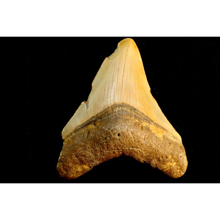 shark teeth: CARCHARODON MEGALODON